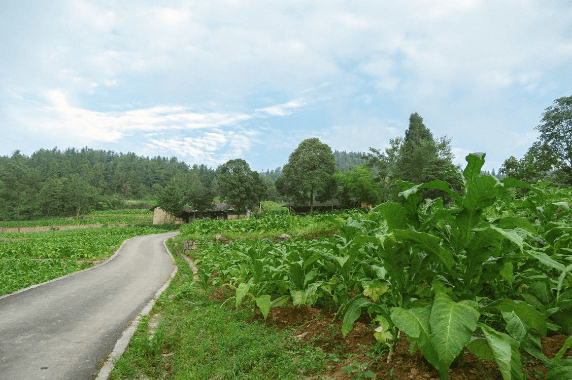 Rural road winding through a tobacco field under a cloudy sky in southern Brazil.