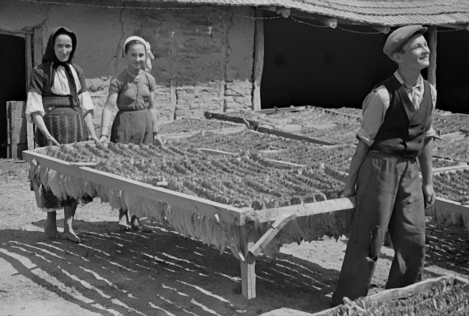 The Complete History and Discovery of Cigars