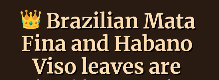 Brazilian Mata Fina Habano viso tobacco leaves from Bahia, prized by premium cigar makers for their unique sweetness and dark oily appearance.